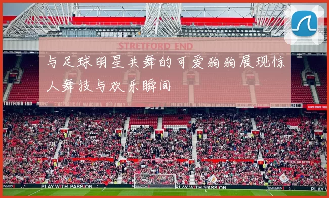 与足球明星共舞的可爱狗狗展现惊人舞技与欢乐瞬间